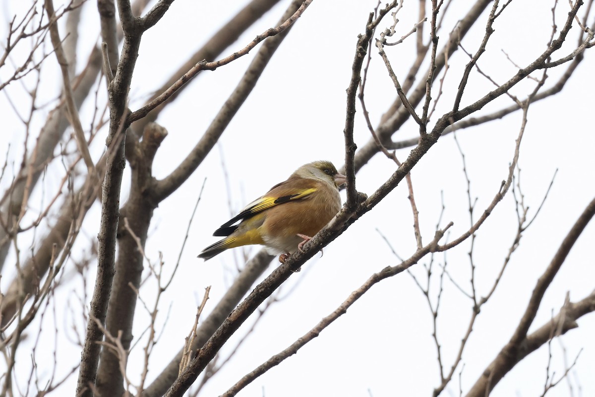 Çin Floryası - ML646891275