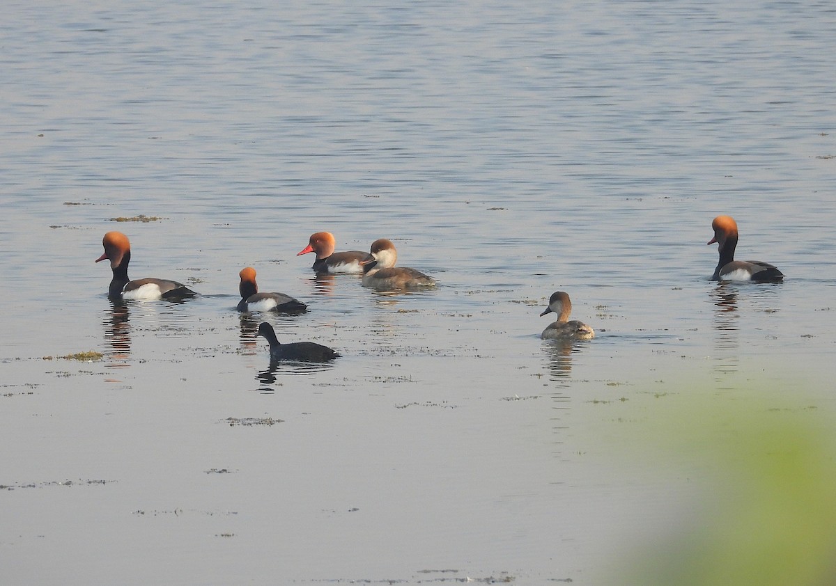Red-crested Pochard - ML646891276