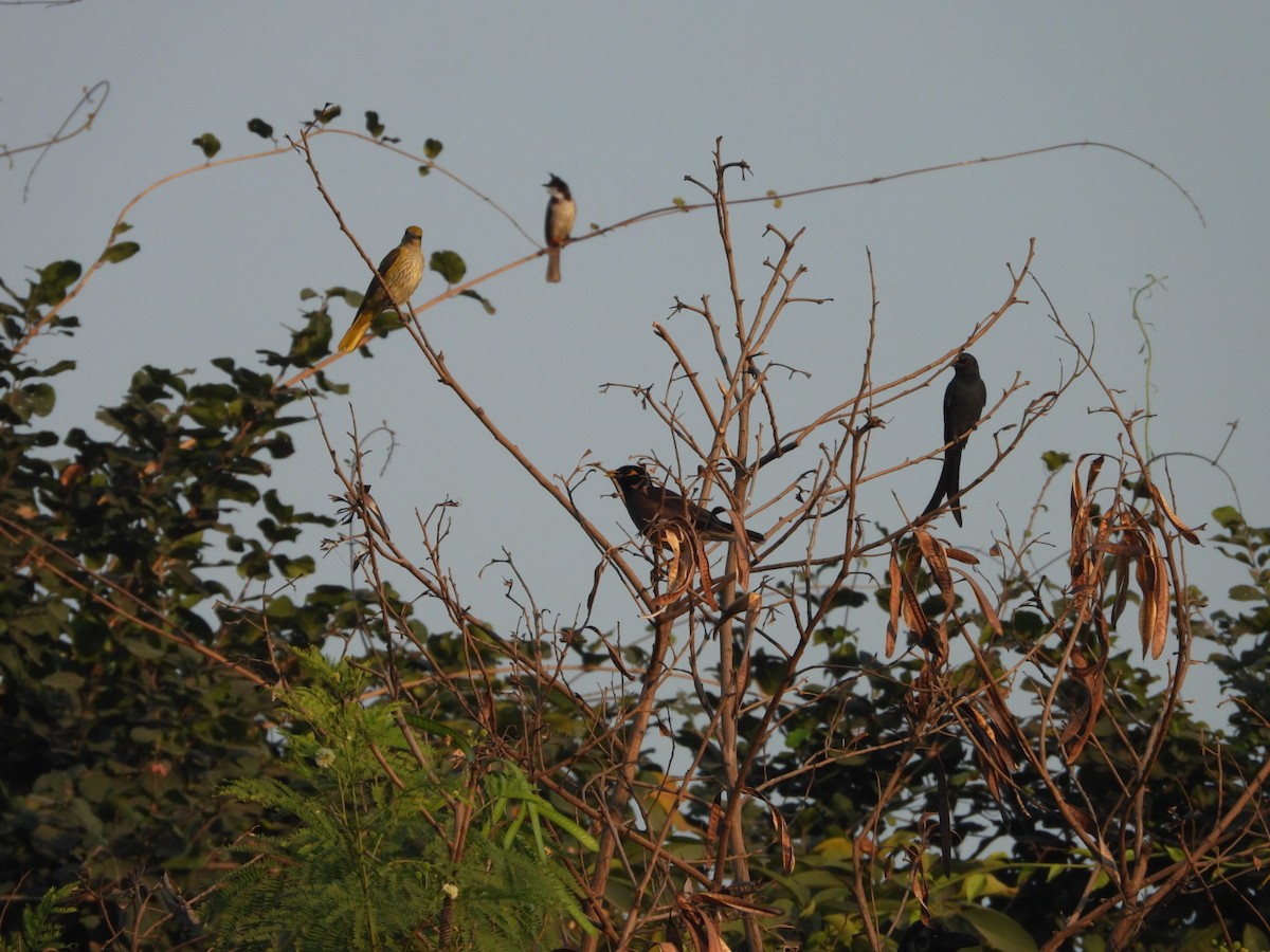 Indian Golden Oriole - ML646891284