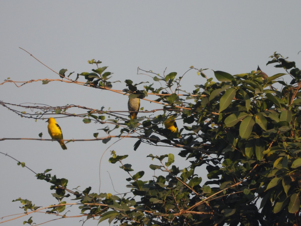 Indian Golden Oriole - ML646891285