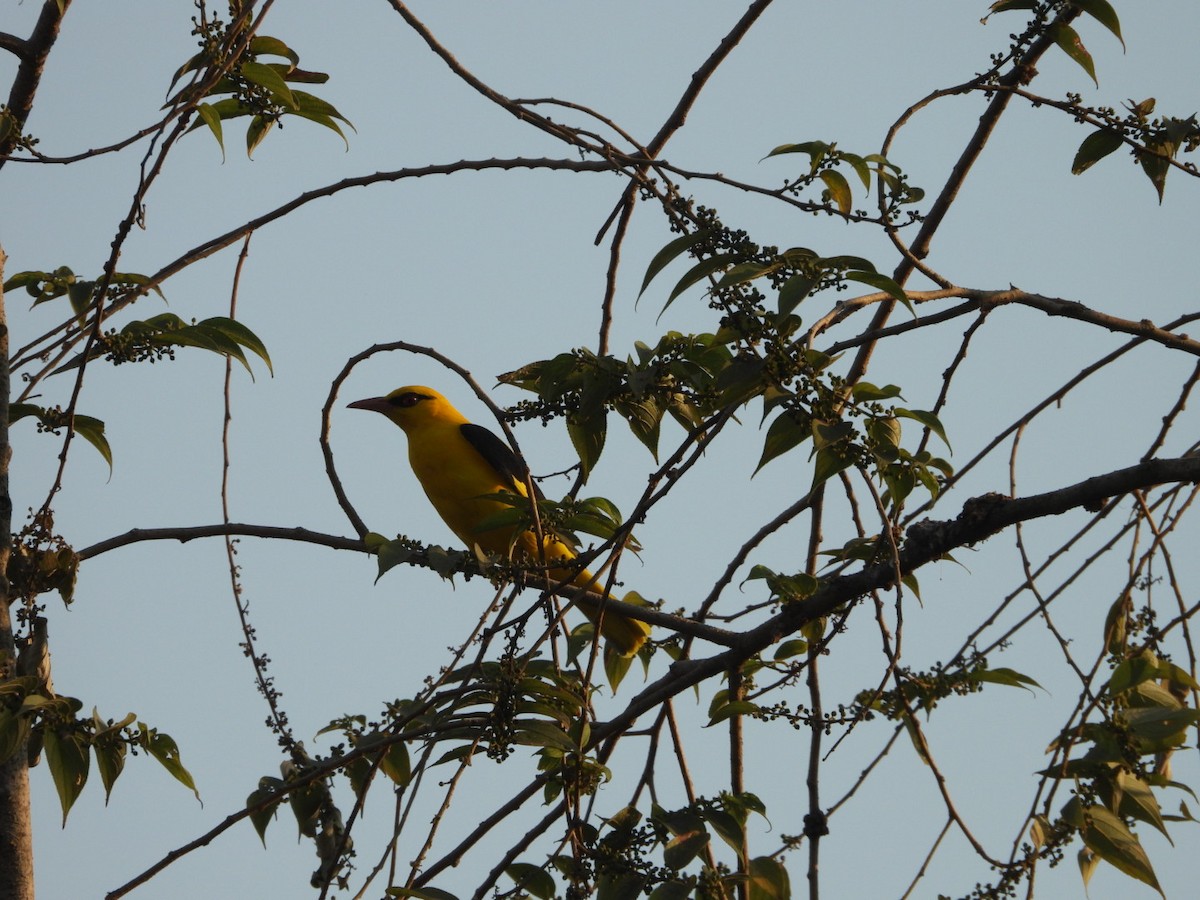 Indian Golden Oriole - ML646891286