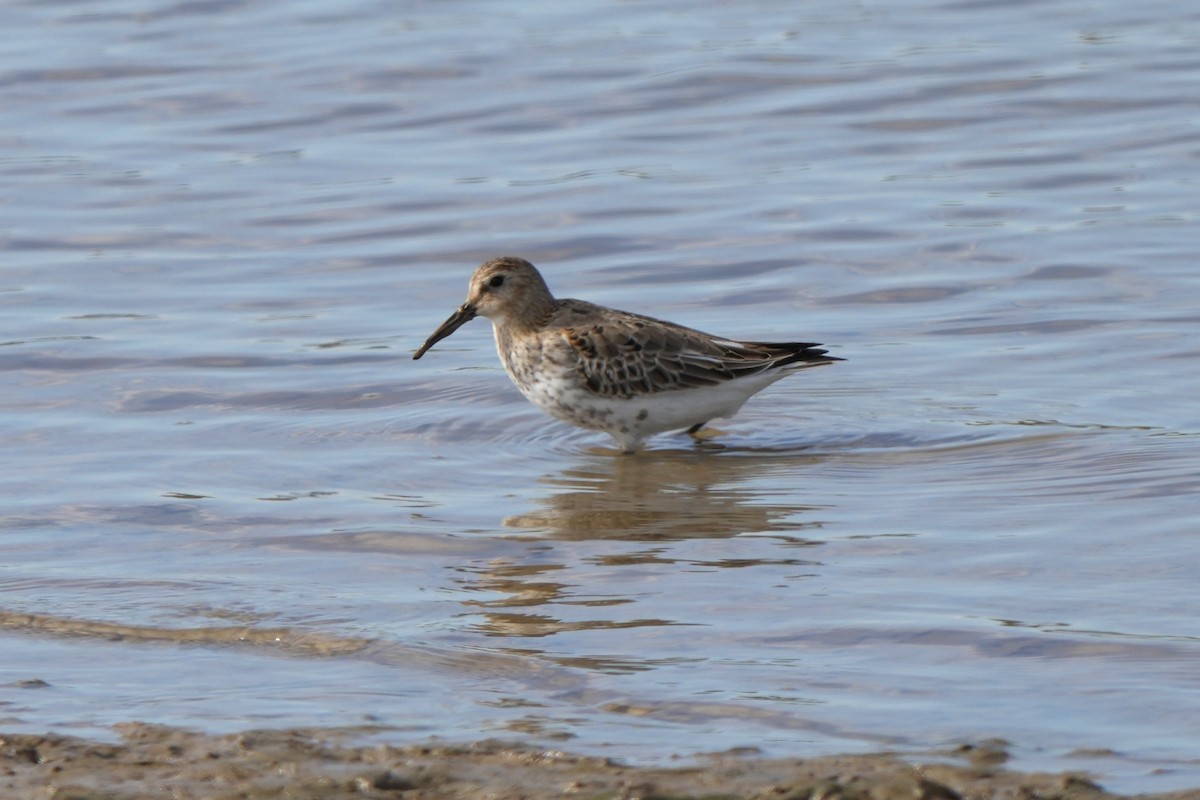 חופית אלפינית - ML646891287