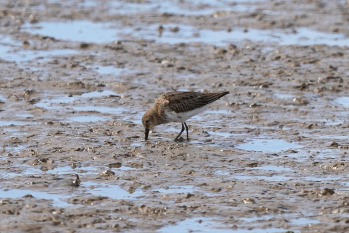 חופית אלפינית - ML646891288