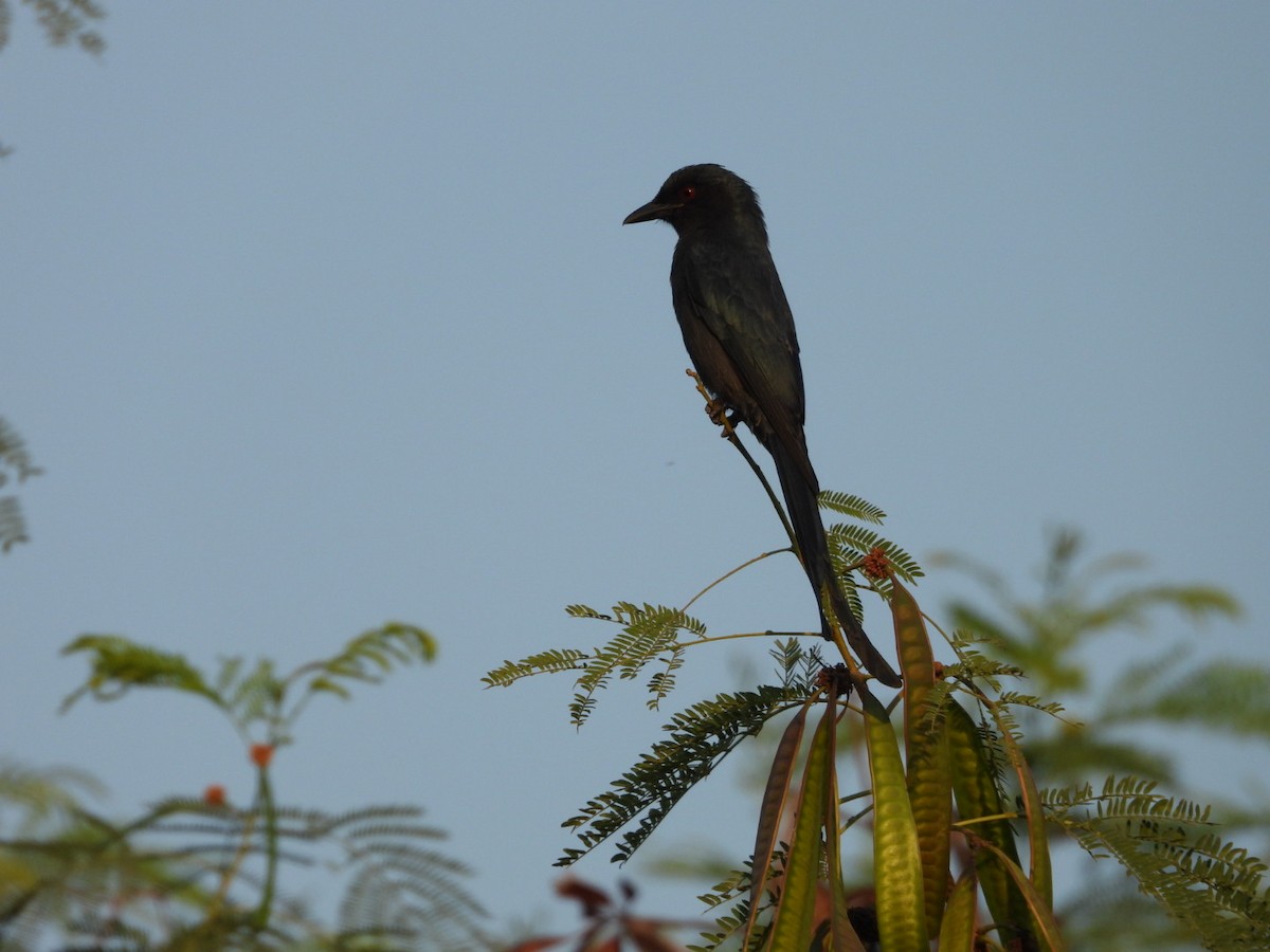 Black Drongo - ML646891292