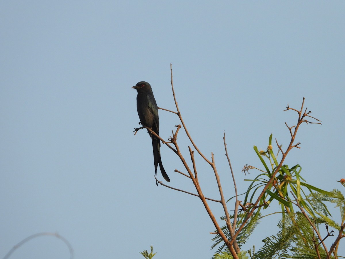 Black Drongo - ML646891293