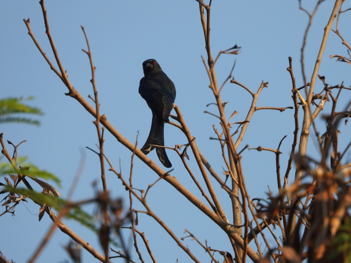 ハイイロオウチュウ - ML646891294