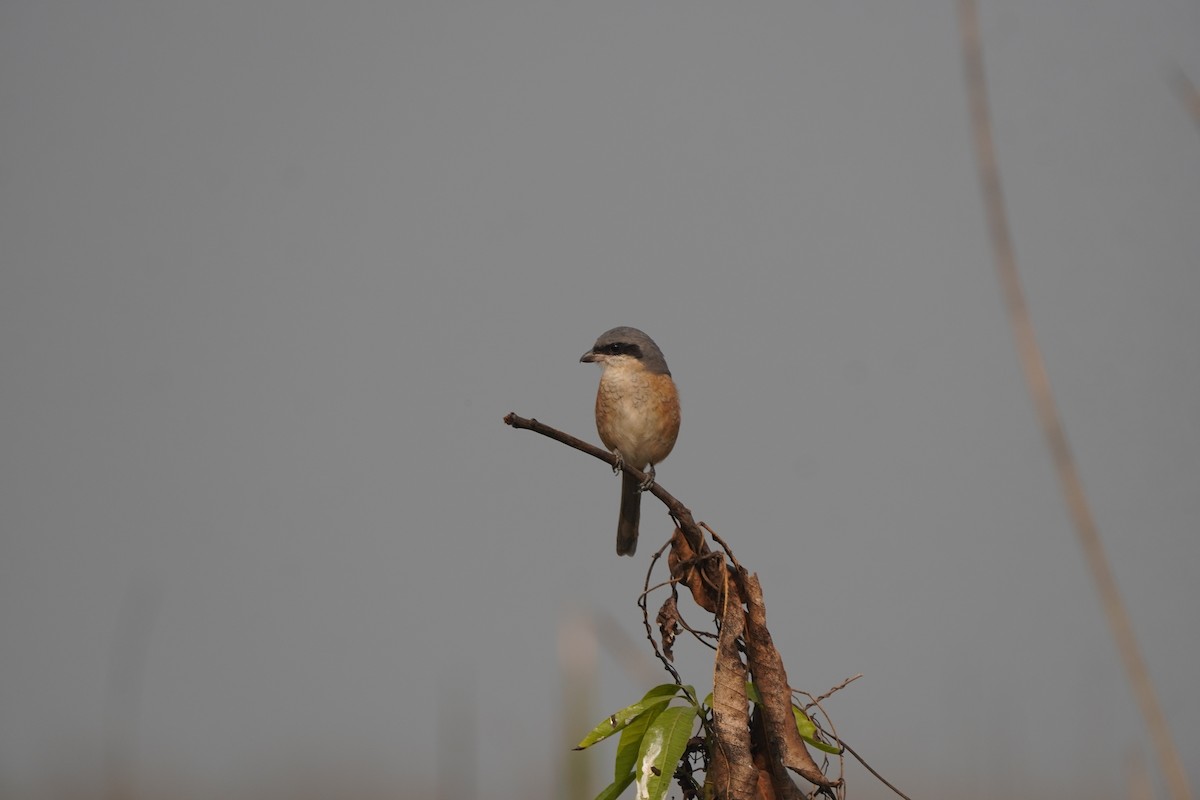 Gray-backed Shrike - ML646891295