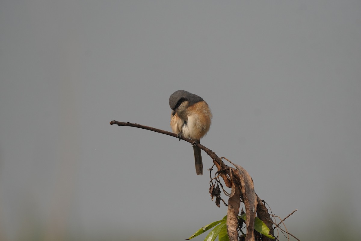 Gray-backed Shrike - ML646891296
