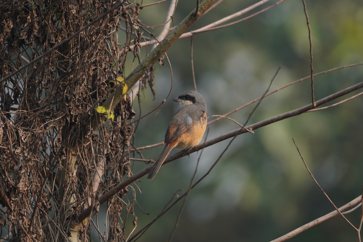 Gray-backed Shrike - ML646891297