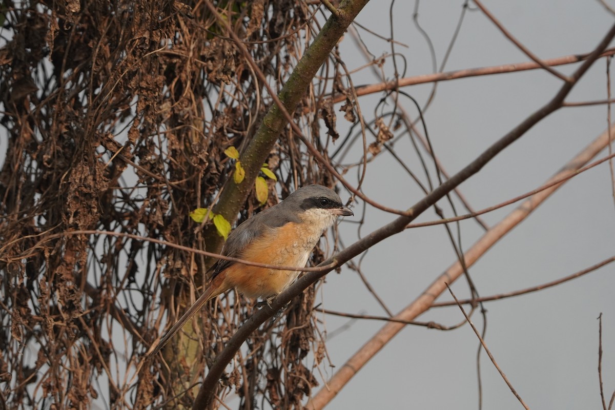 Gray-backed Shrike - ML646891298