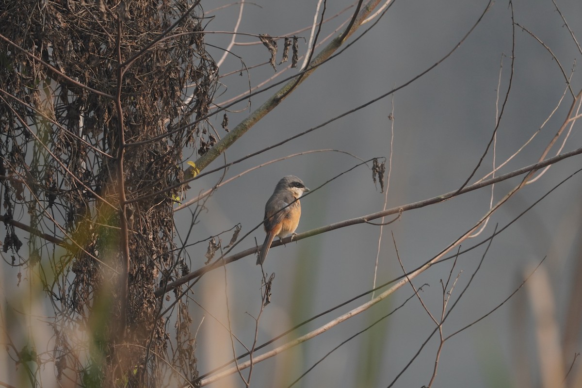 Gray-backed Shrike - ML646891299