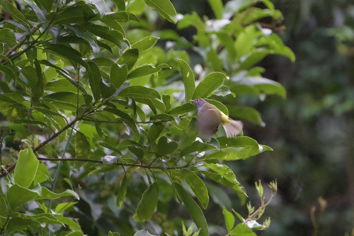 Chestnut-crowned Warbler - ML646891302