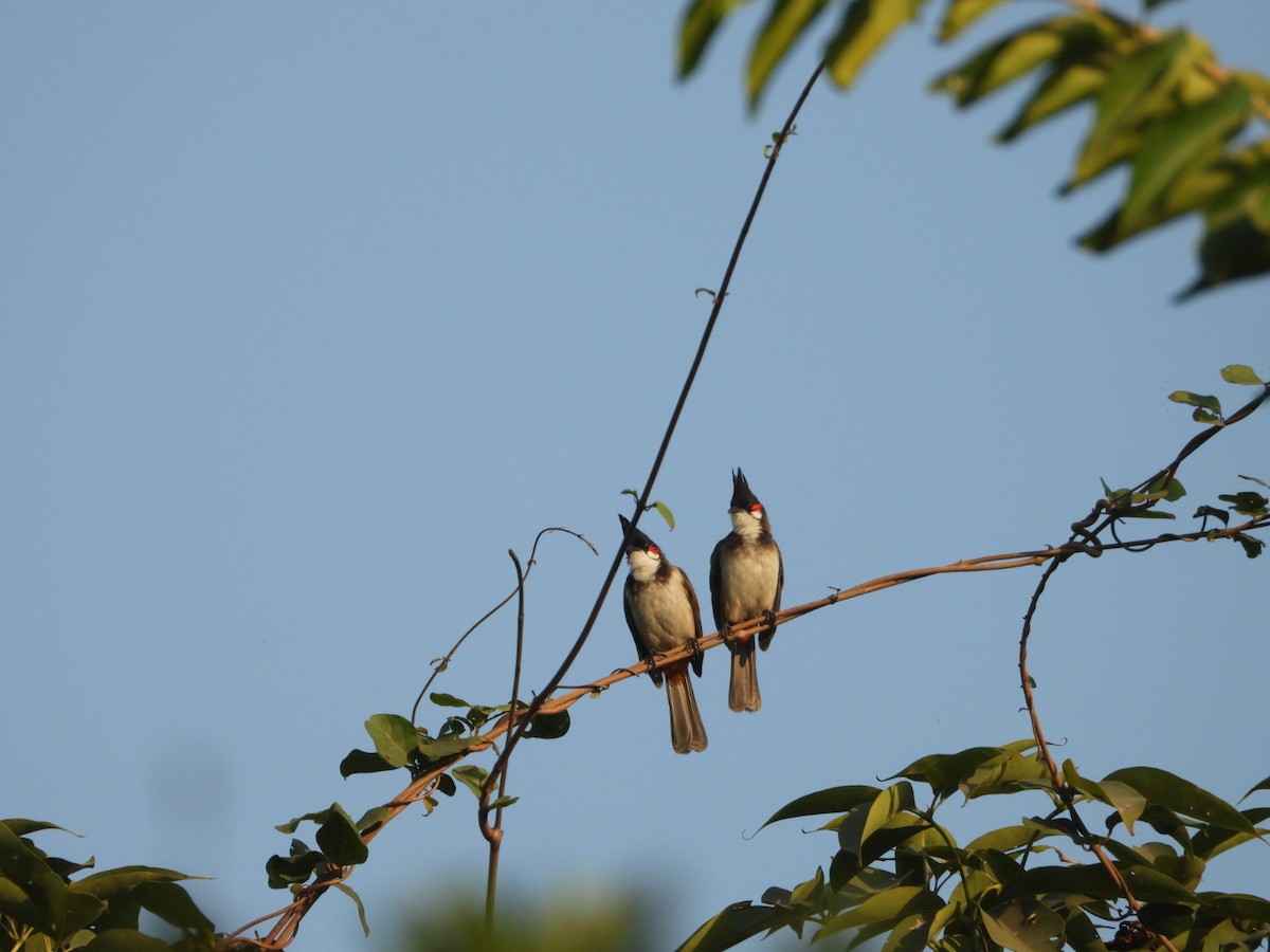 rødørebylbyl - ML646891303