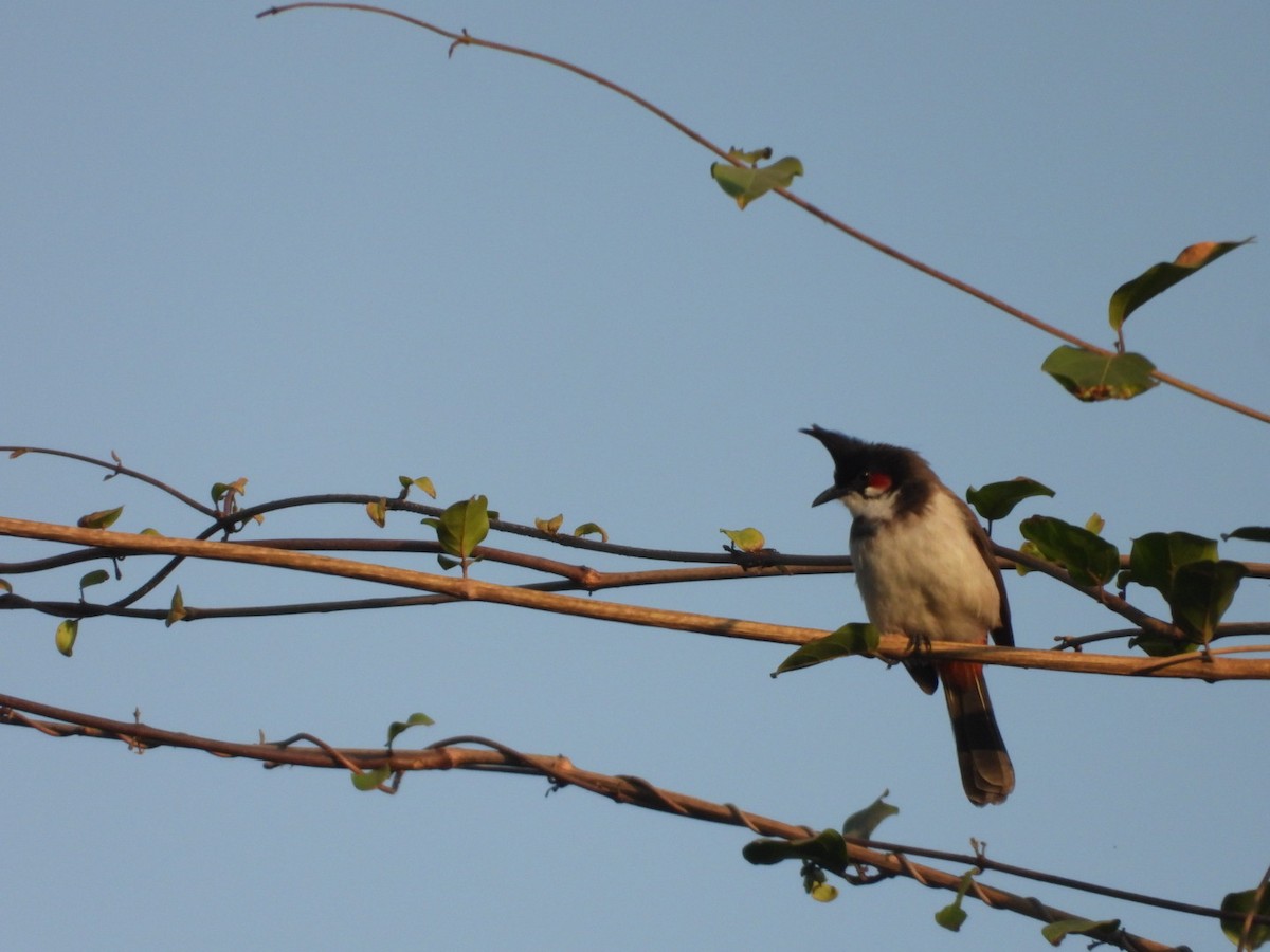 rødørebylbyl - ML646891304