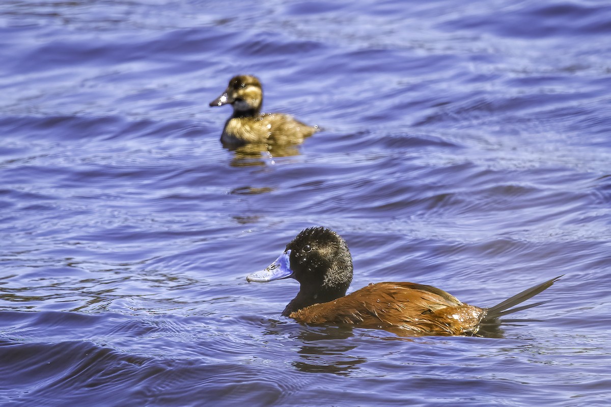 Lake Duck - ML646891309