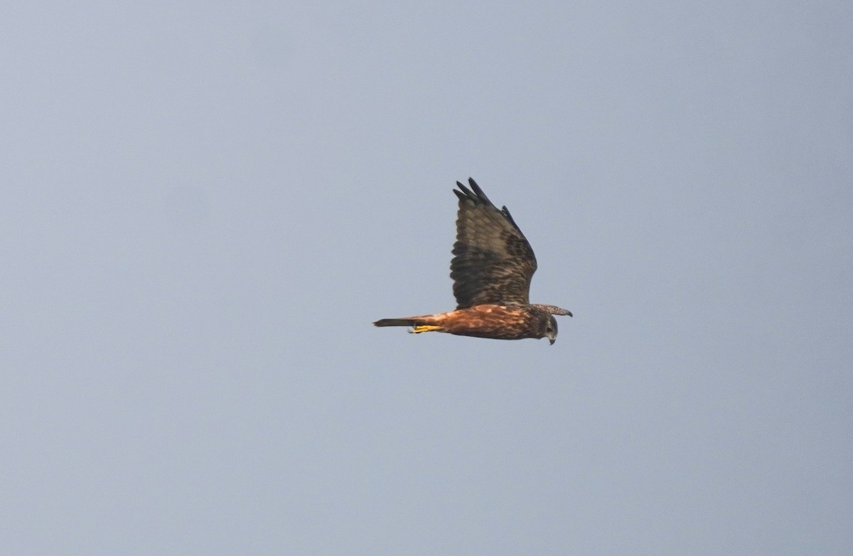 Eastern Marsh Harrier - ML646891321