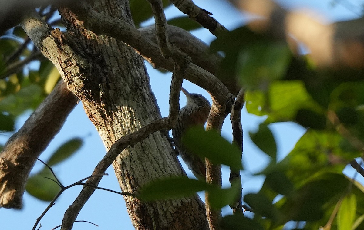 Scaled Woodcreeper (Scaled) - ML646891332