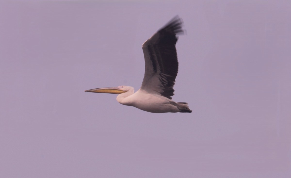 pelikán bílý - ML646891334