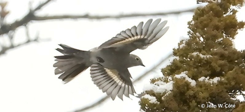 Солітаріо північний - ML646891335