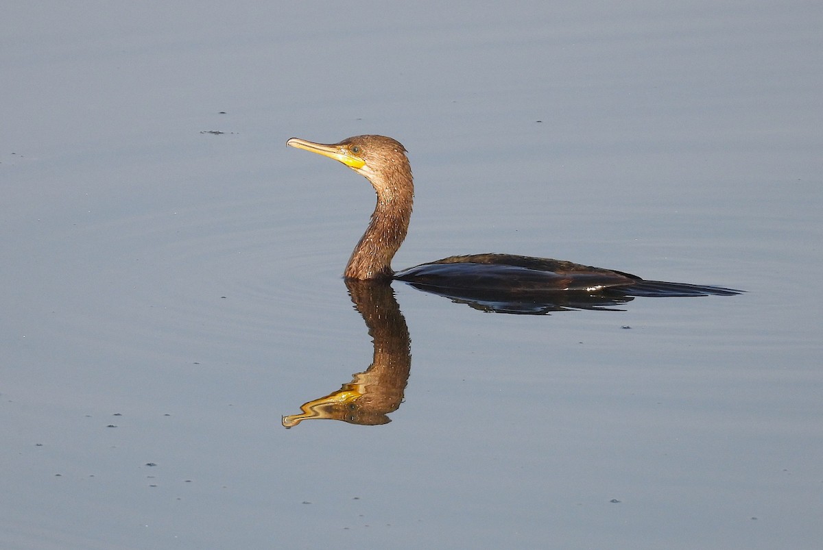 Индийский баклан - ML646891336