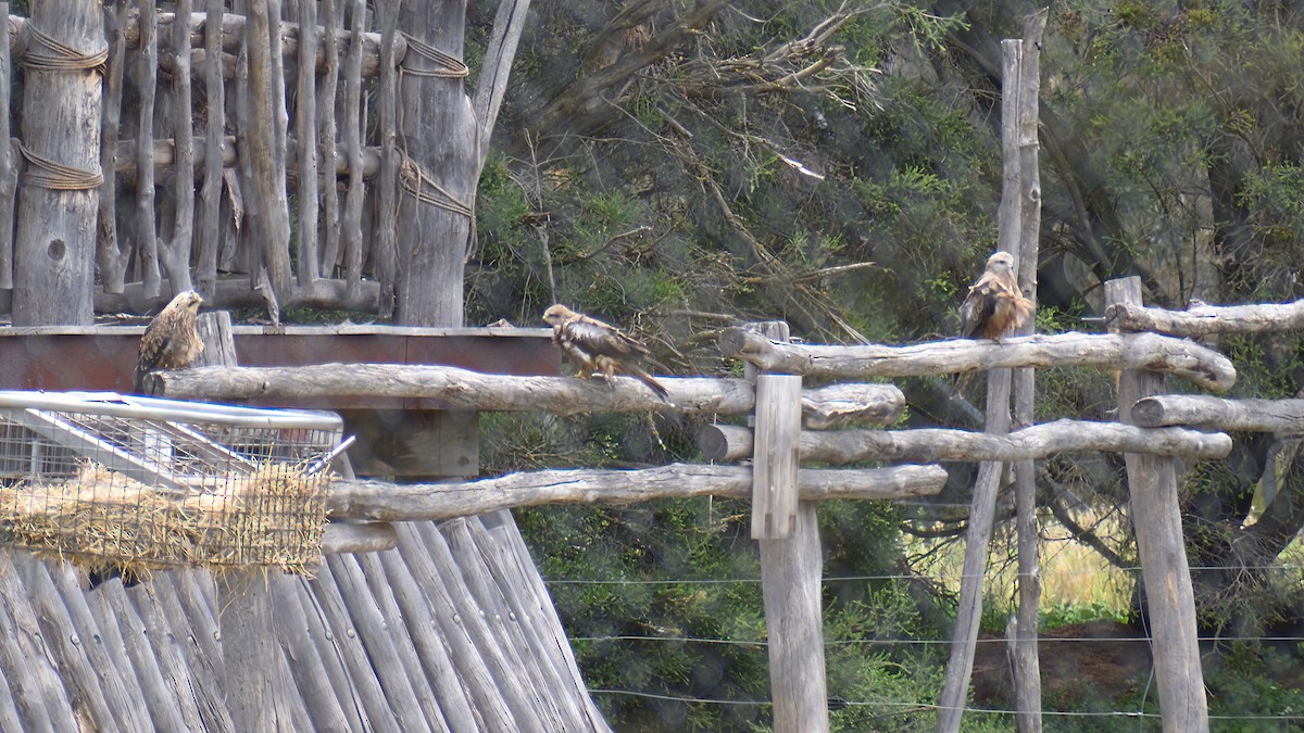 Коршун-свистун - ML646891340