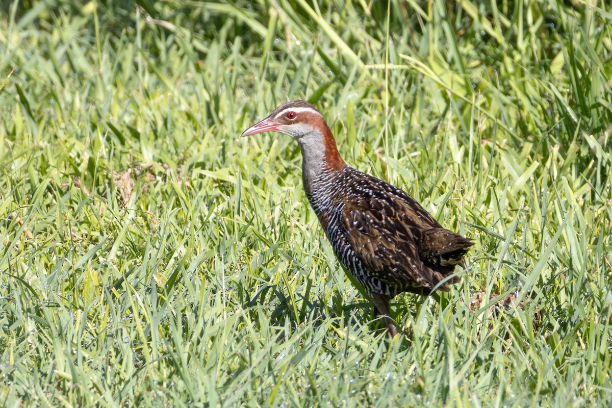 Buff-banded Rail - ML646891343