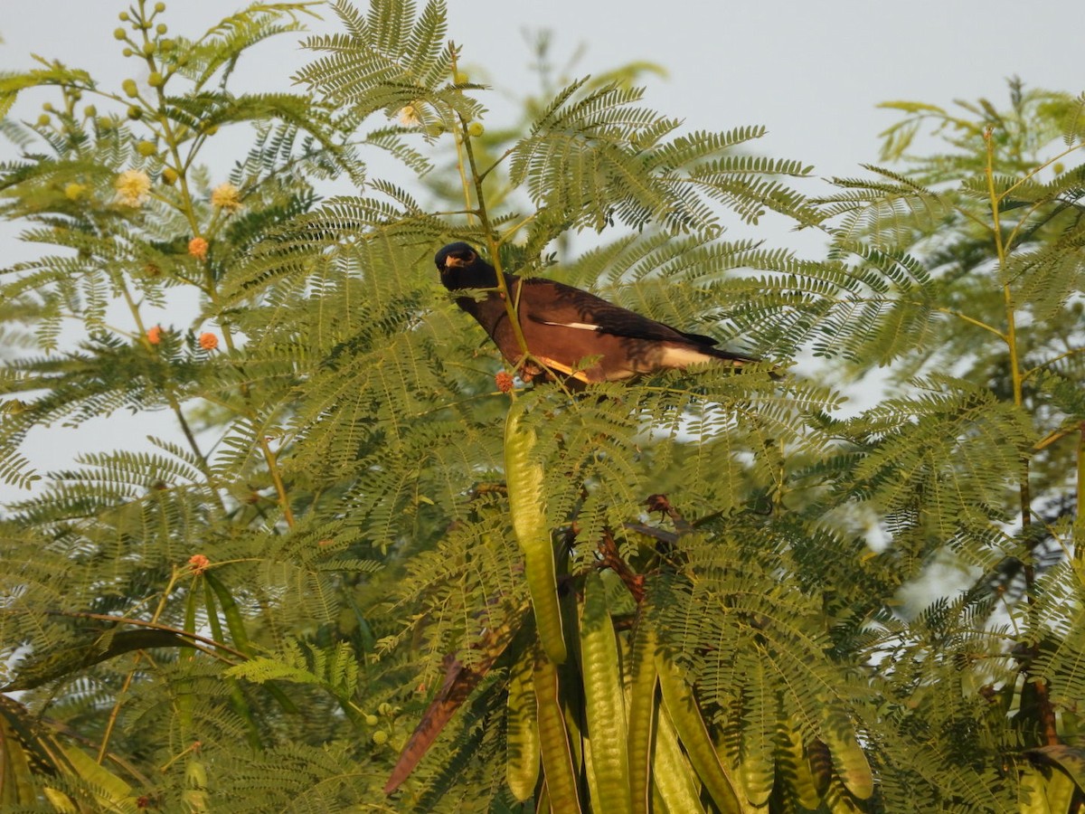 hyrdestær - ML646891344