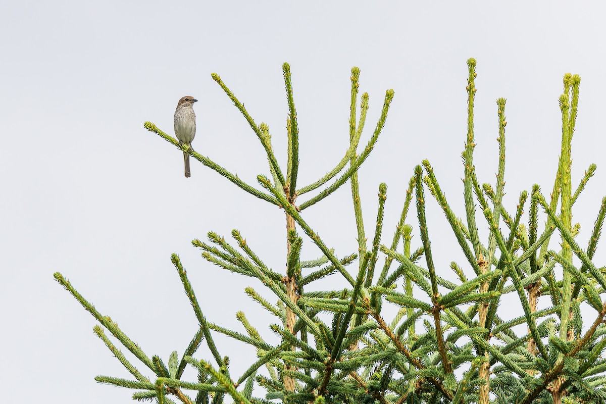 Antzandobi arrunta - ML646891345