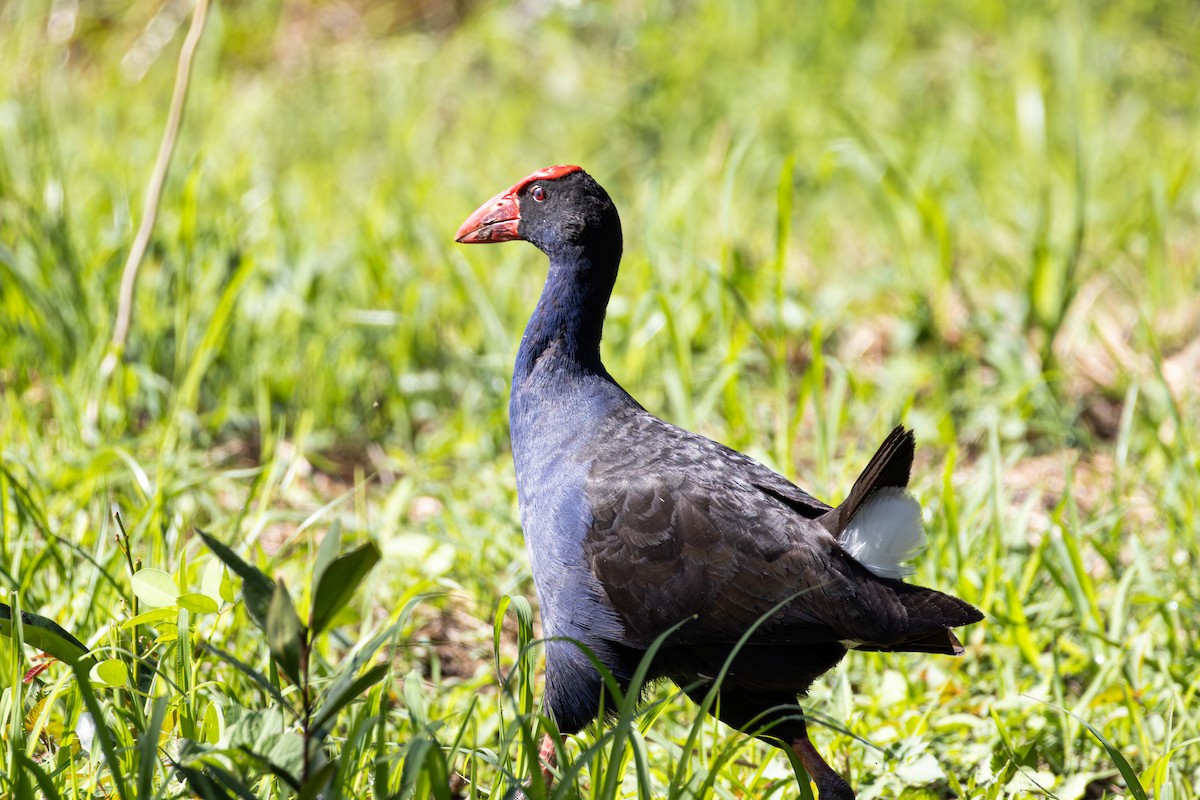 Australpurpurhuhn - ML646891346