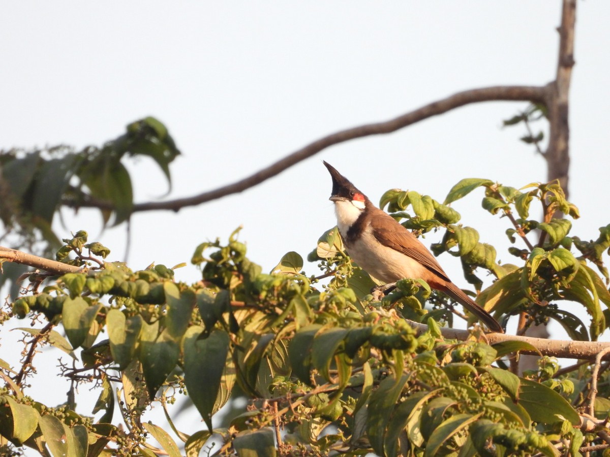 rødørebylbyl - ML646891349