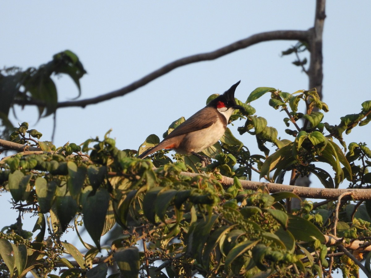 rødørebylbyl - ML646891350