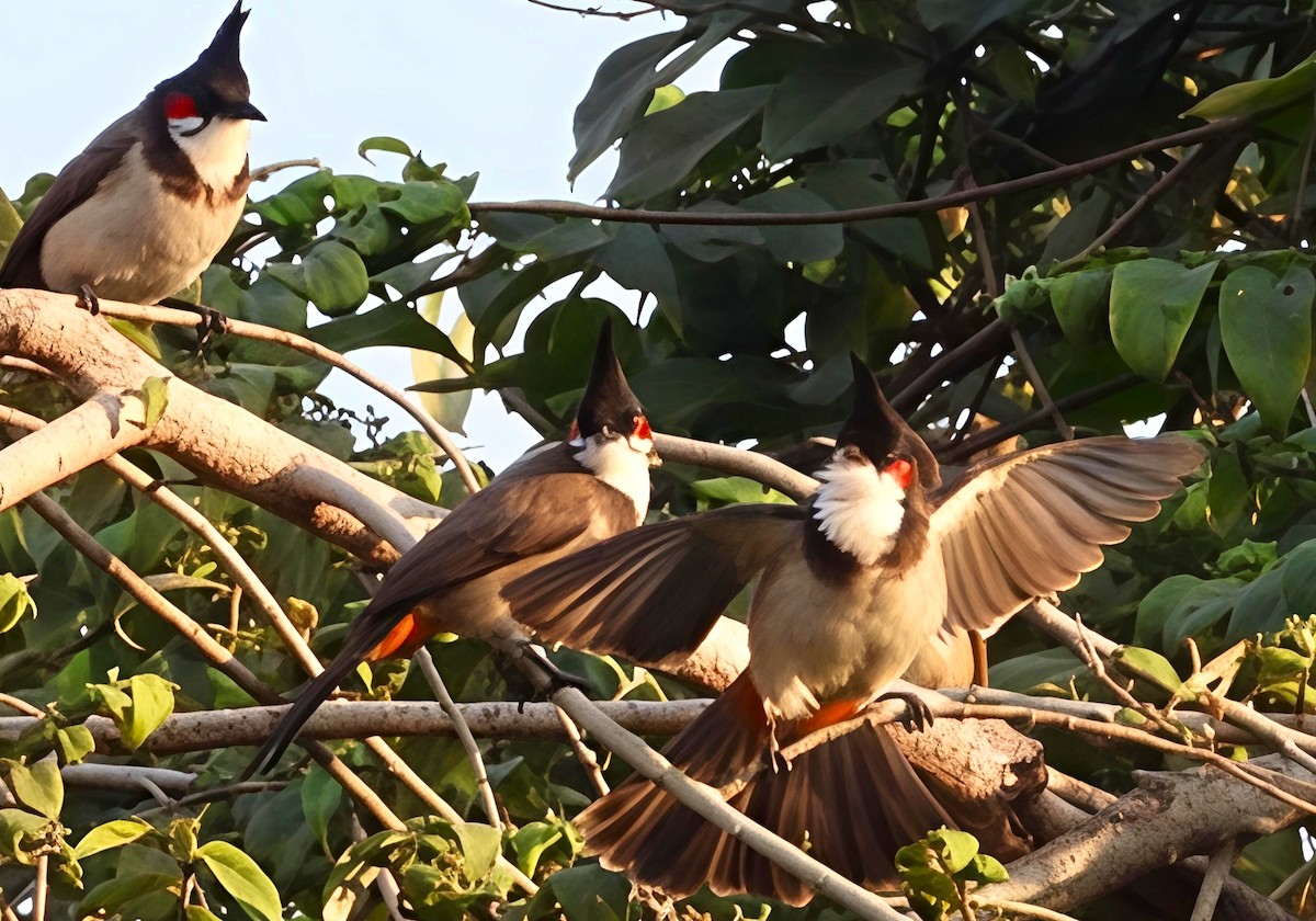 rødørebylbyl - ML646891353