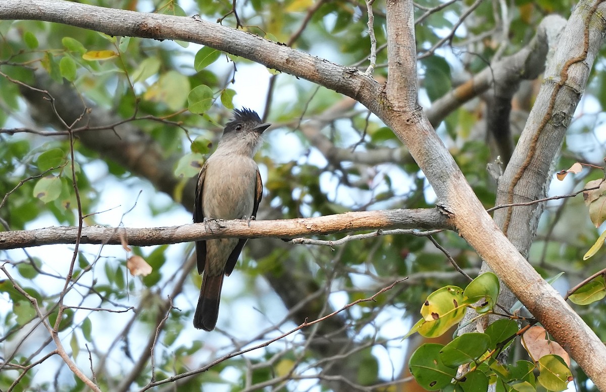 Sibilant Sirystes - ML646891360