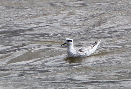 Odinshühnchen - ML646891366