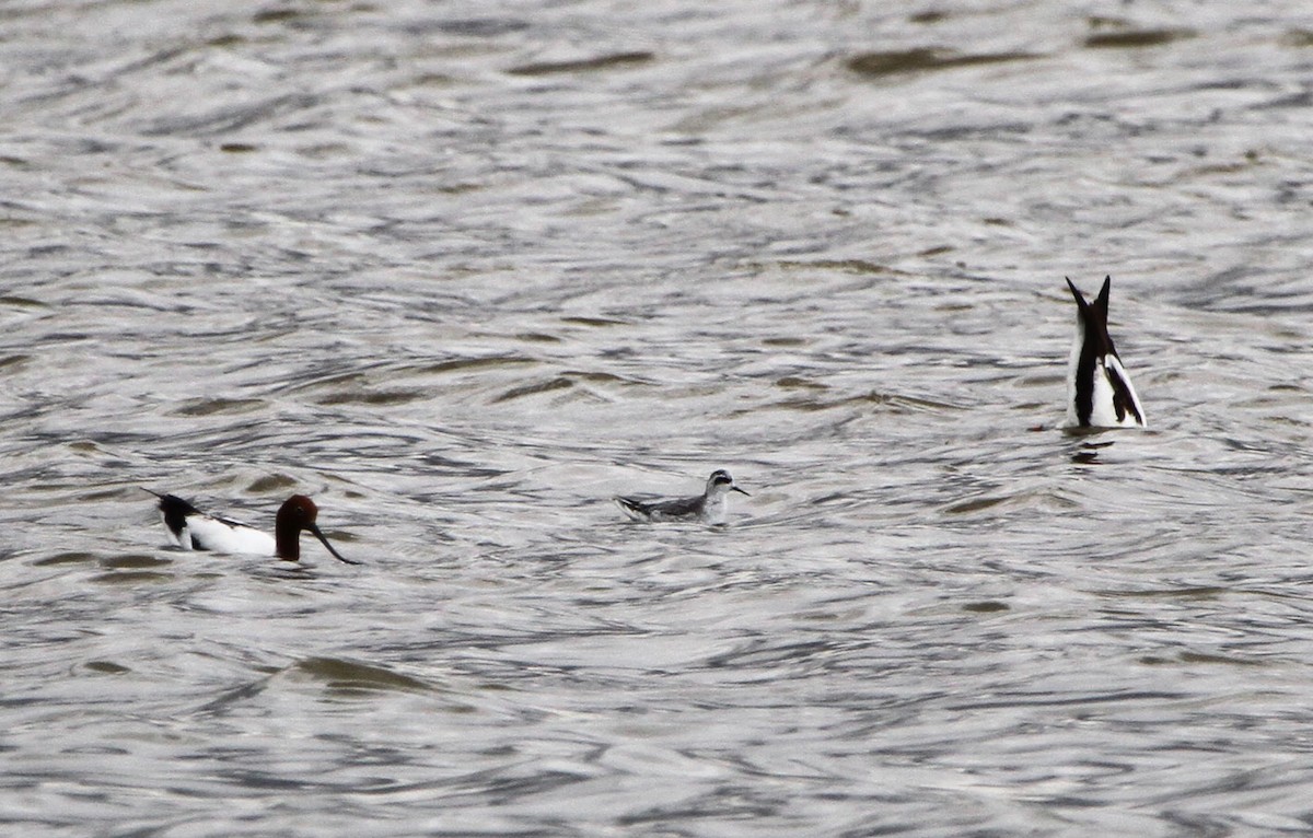 Odinshühnchen - ML646891368