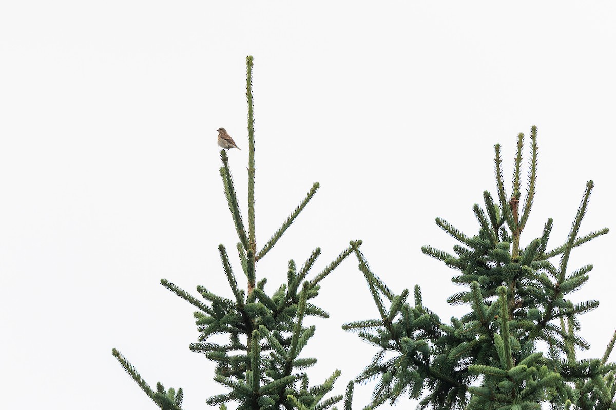 Bluthänfling - ML646891370