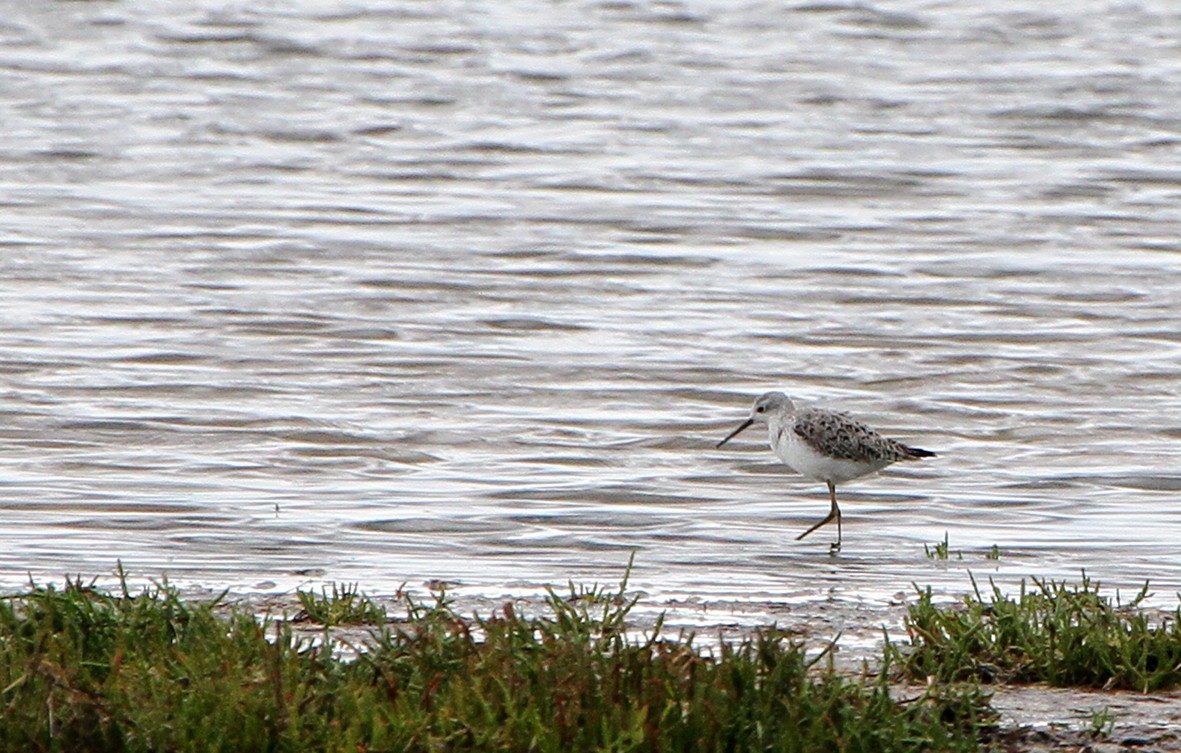 Teichwasserläufer - ML646891371