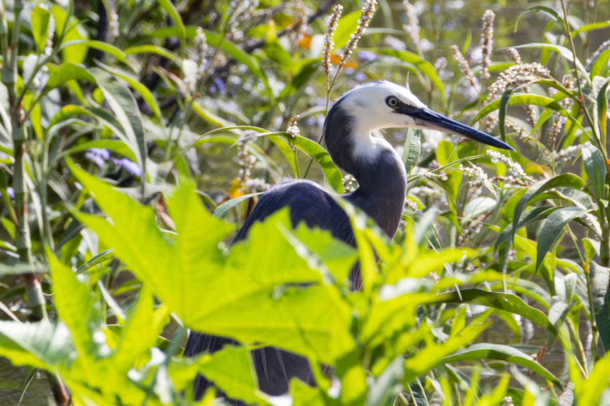 Weißwangenreiher - ML646891372