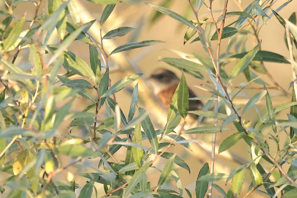 Heckenbraunelle - ML646891374