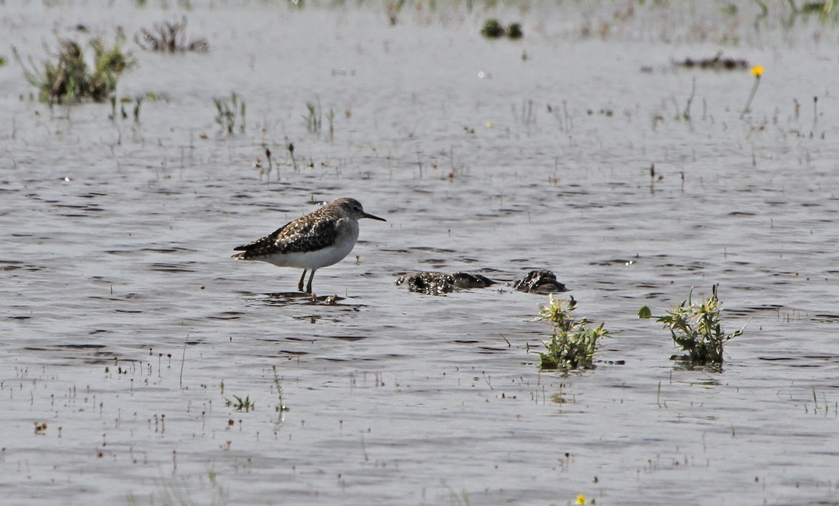 Bruchwasserläufer - ML646891375