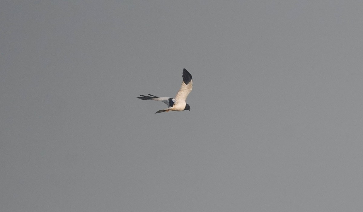 Elsterweihe - ML646891376