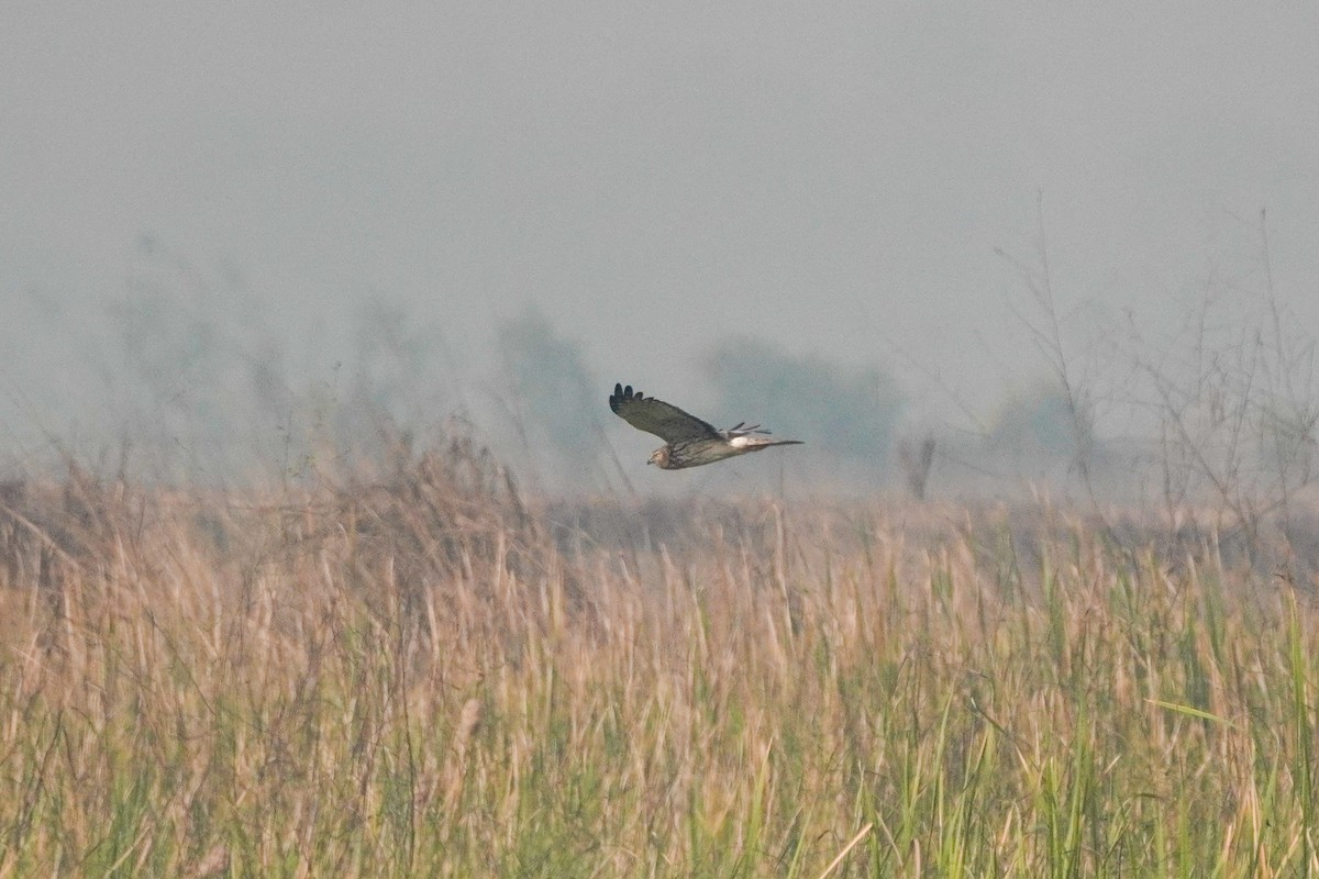 Elsterweihe - ML646891377