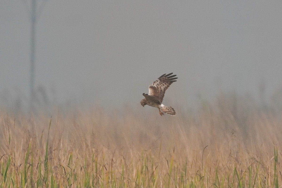 Elsterweihe - ML646891378