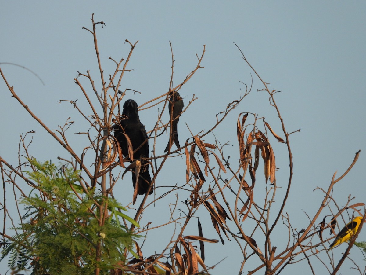 Graudrongo - ML646891381