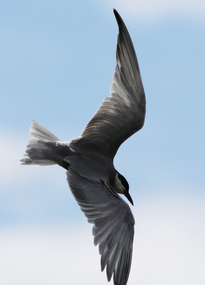 Weißbart-Seeschwalbe - ML646891382