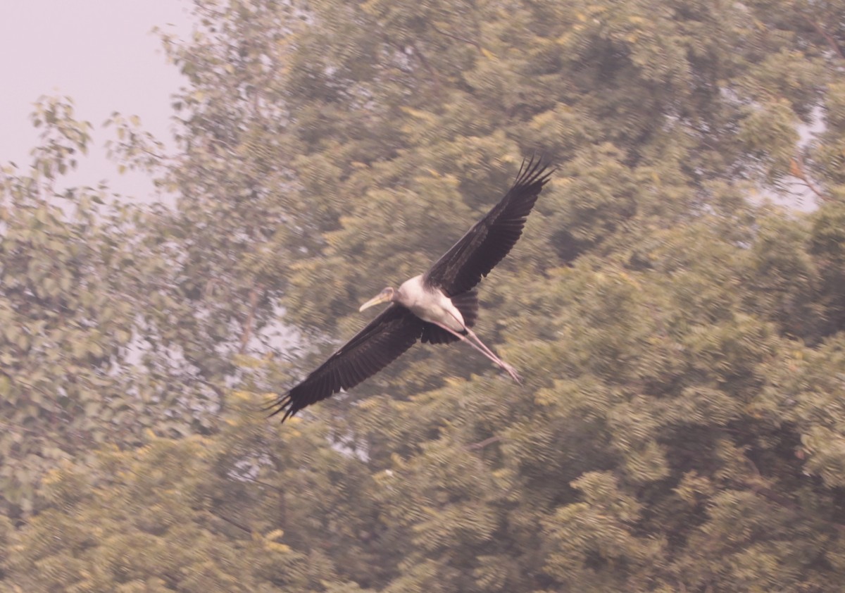 Buntstorch - ML646891383