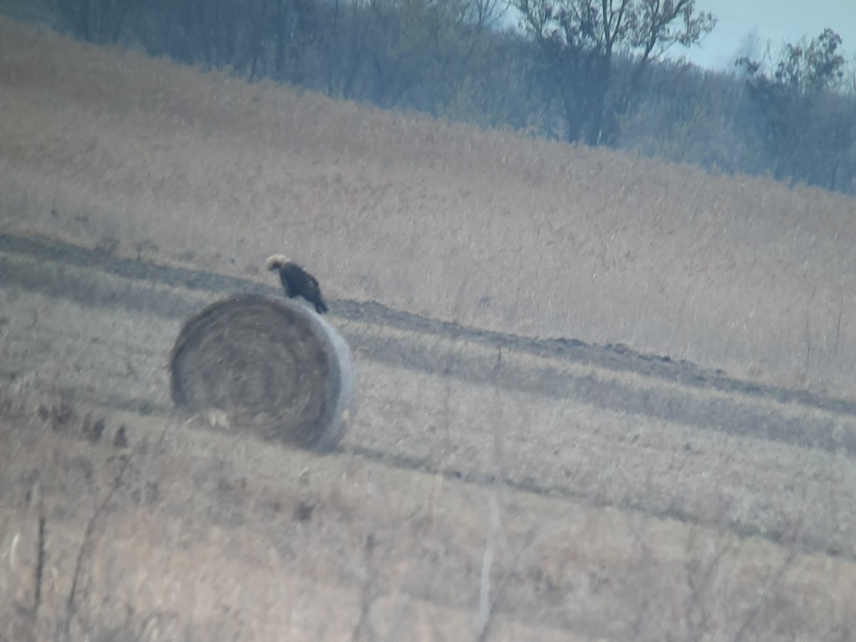 Kaiseradler - ML646891386