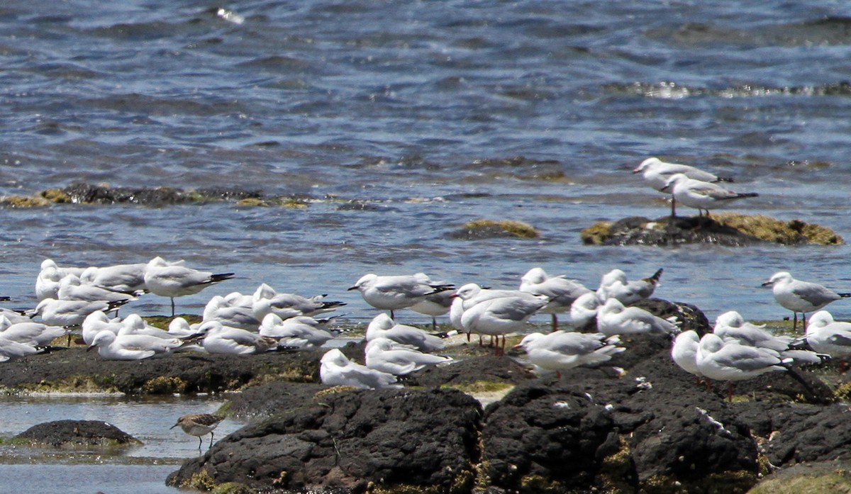 Silberkopfmöwe - ML646891387