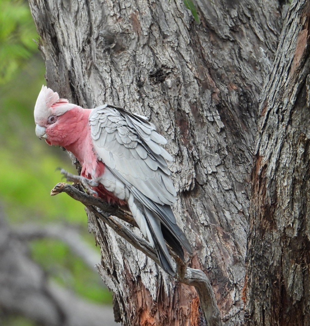 Rosakakadu - ML646891388