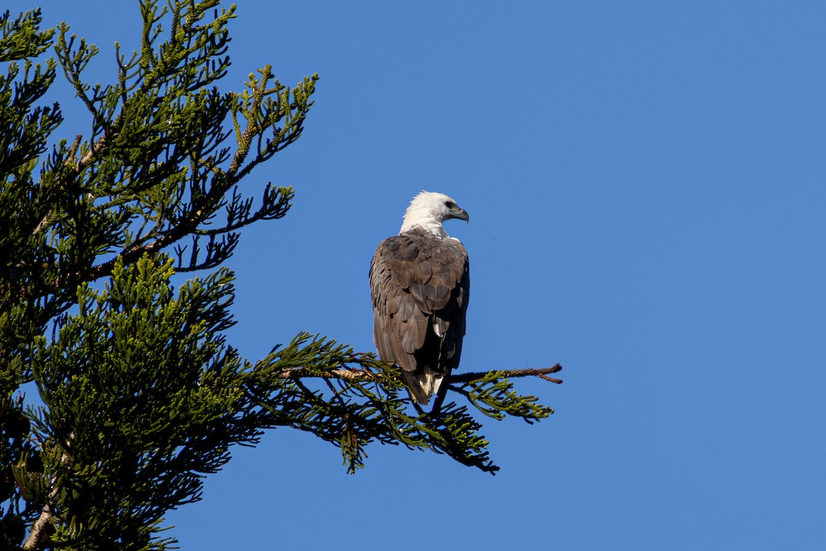 Weißbauch-Seeadler - ML646891389